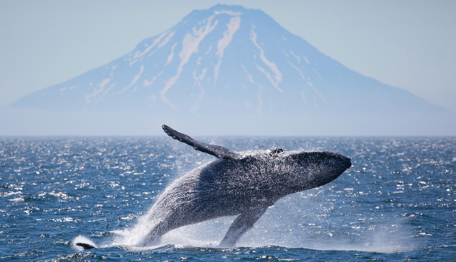 Silversea Expeditions Дальний Восток