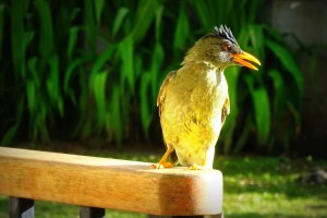 День 5. Остров Арид. Изображение wurliburli с сайта Pixabay