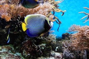 День 11. Круиз в морской заповедник на Большой Барьерный Риф. Лицензия CC0 Creative Commons, автор Bru-nO 