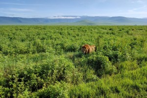 День 3. Сафари в кратере Нгоронгоро. Лицензия Pixabay License, автор tinekezwaan