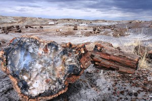 День 10. Лес Окаменевших Деревьев, Седона, Виллиамс. Лицензия Pixabay License, автор jillmackie