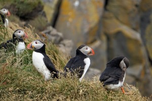 День 5. Восточные фьорды. Лицензия CC0 Creative Commons, автор Barni1