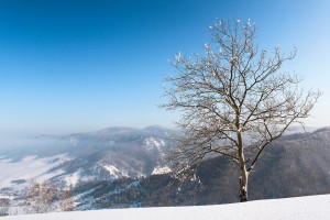 День 4. Телецкое озеро. Лицензия Pixabay License, автор 9891090